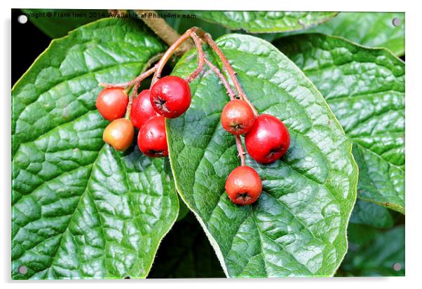  Super Red Cotoneaster berries Acrylic by Frank Irwin