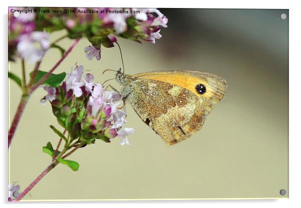  The Gatekeeper butterfly Acrylic by Frank Irwin