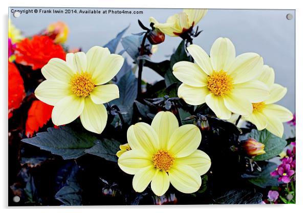  Beautiful Yellow Dahlias Acrylic by Frank Irwin