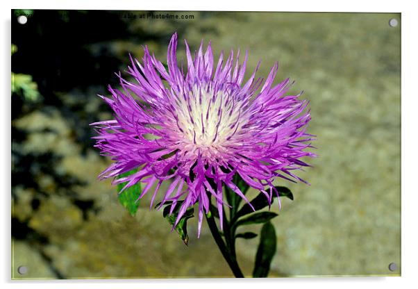  Common Purple Thistle  Acrylic by Frank Irwin