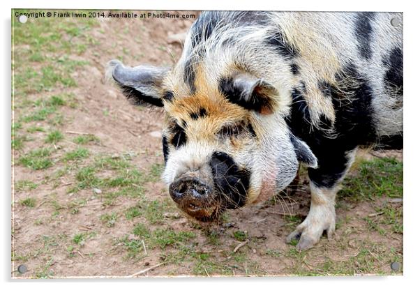  The Antipodean Kunekune pig Acrylic by Frank Irwin