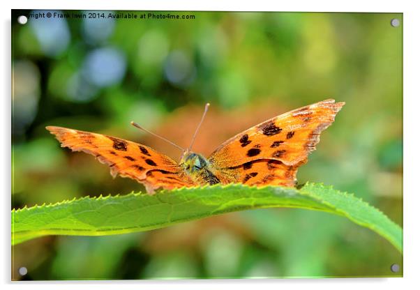  The beautiful Comma Butterfly, head on Acrylic by Frank Irwin