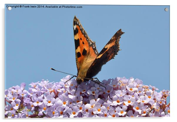  A beautiful Tortoiseshell butterfly feeds on Budd Acrylic by Frank Irwin