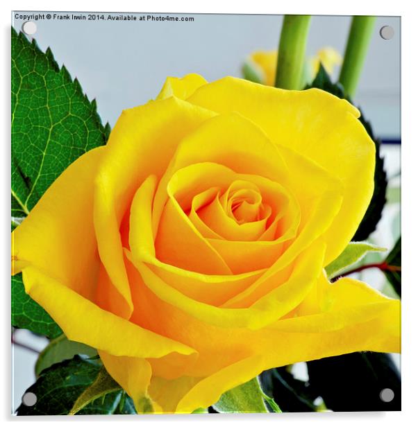 Beautiful Yellow Hybrid Tea rose in all its glory Acrylic by Frank Irwin