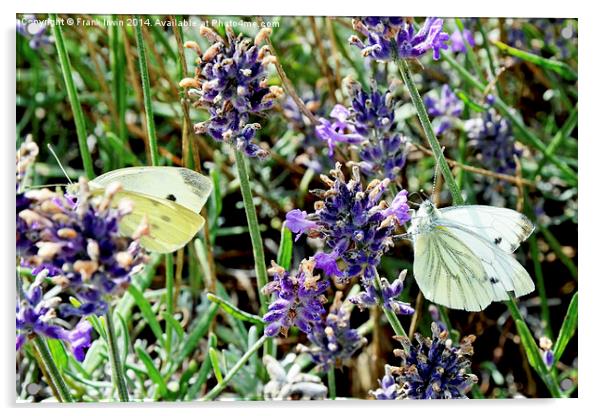  Two ‘large white’ butterflies Acrylic by Frank Irwin