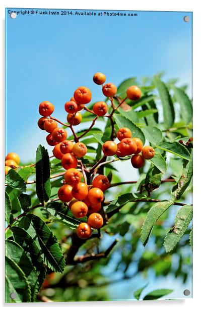  Orange Rowan (Mountain Ash) berries Acrylic by Frank Irwin