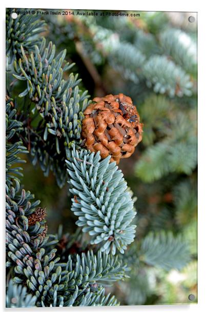  A beautiful fir cone just arriving Acrylic by Frank Irwin