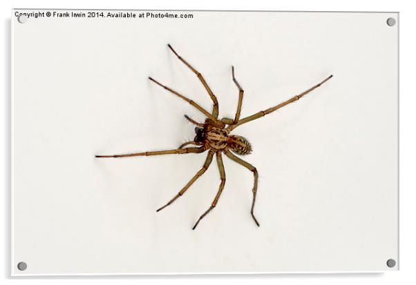 The Domestic House spider Acrylic by Frank Irwin