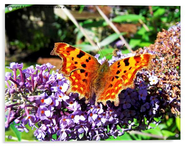  The Beautiful Comma butterfly Acrylic by Frank Irwin