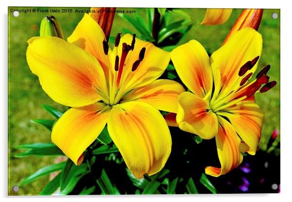  Beautiful Yellow Lilies Acrylic by Frank Irwin