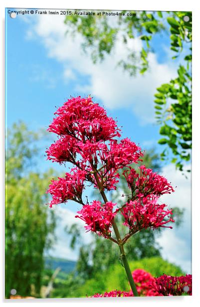  Red Valerian in all its glory Acrylic by Frank Irwin