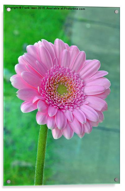  Beautiful Pink Chrysanthemum head in full bloom Acrylic by Frank Irwin