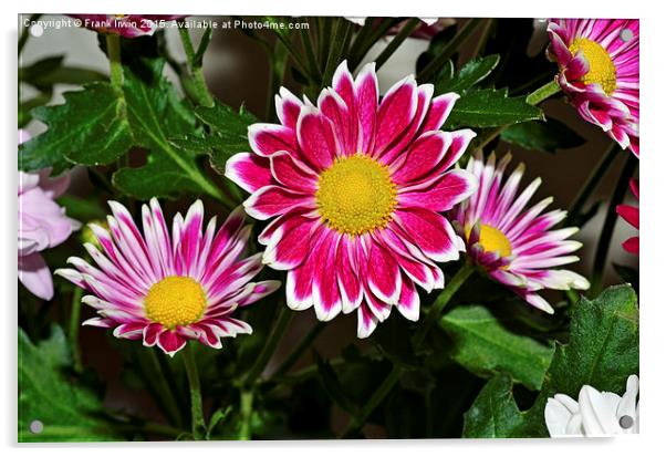 Beautiful Chrysanthemums in full bloom Acrylic by Frank Irwin