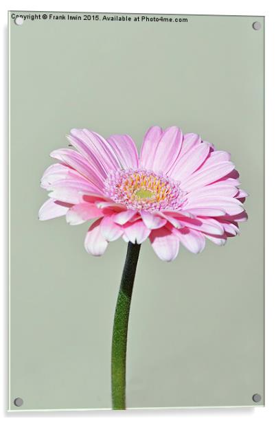  Pink Gerbera flower Acrylic by Frank Irwin