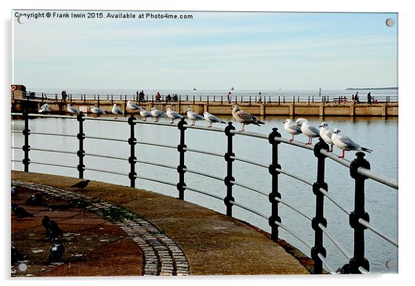  New Brighton seagulls Acrylic by Frank Irwin