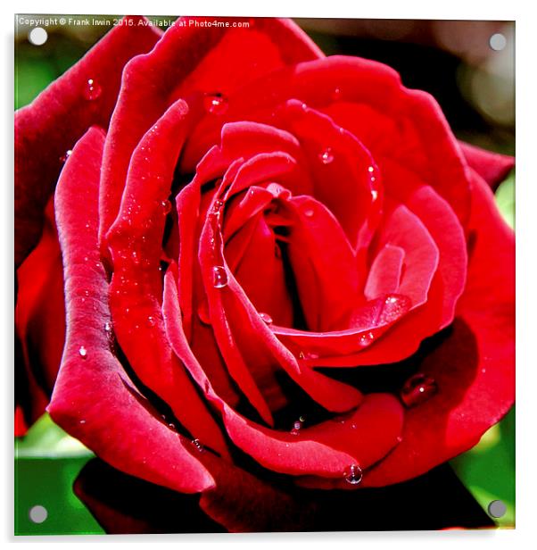 Beautiful red Hybrid Tea rose Acrylic by Frank Irwin