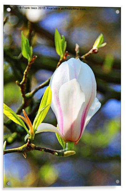 Magnolia flower just opening. Acrylic by Frank Irwin
