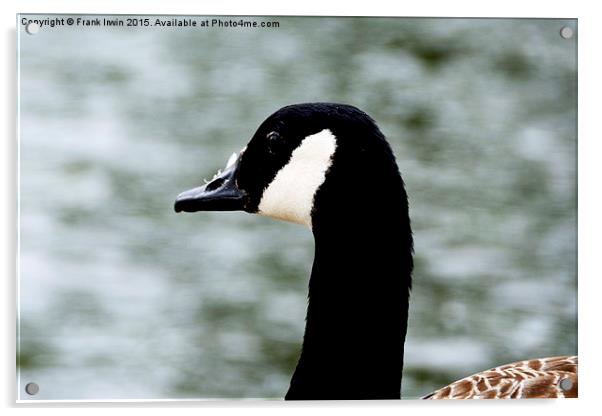  Close up of a Canada Goose Acrylic by Frank Irwin