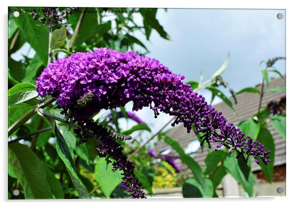  A sprig of Purple Buddleia Acrylic by Frank Irwin