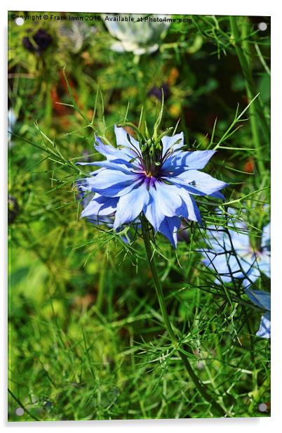 Nigella aka Love in a Mist Acrylic by Frank Irwin