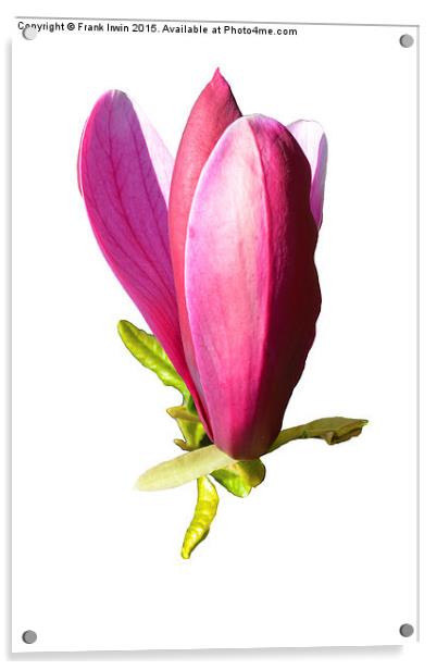  A Beautiful Magnolia flower head Acrylic by Frank Irwin