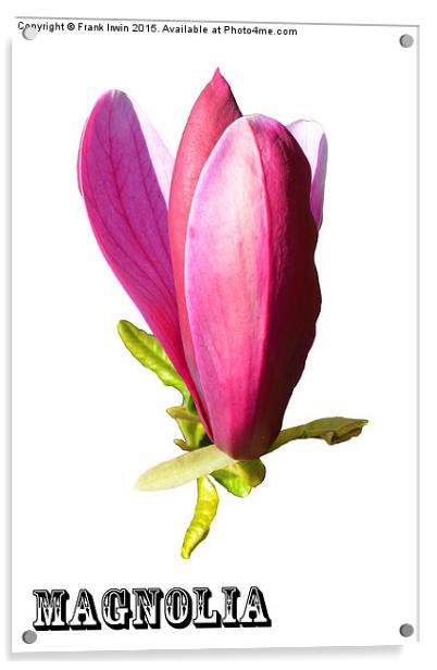 A Beautiful Magnolia flower head Acrylic by Frank Irwin