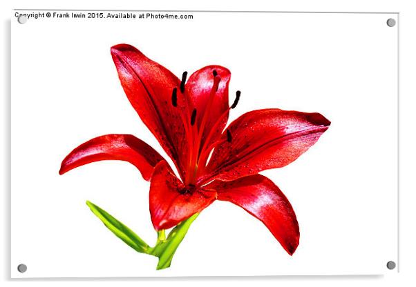  A beautiful Red Lily in all its glory Acrylic by Frank Irwin