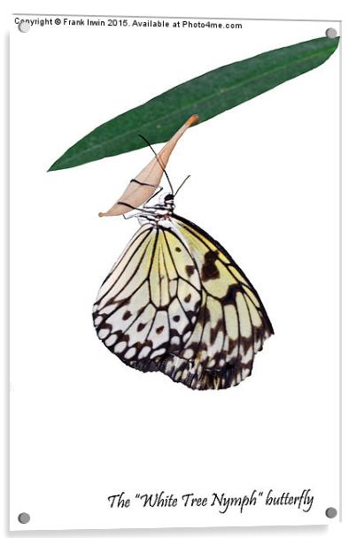 The beautiful "White Tree Nymph" butterfly Acrylic by Frank Irwin