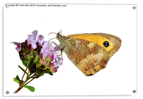  The Gatekeeper butterfly feeding Acrylic by Frank Irwin
