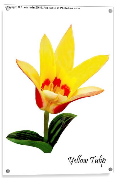 Beautiful Spring Tulip Acrylic by Frank Irwin
