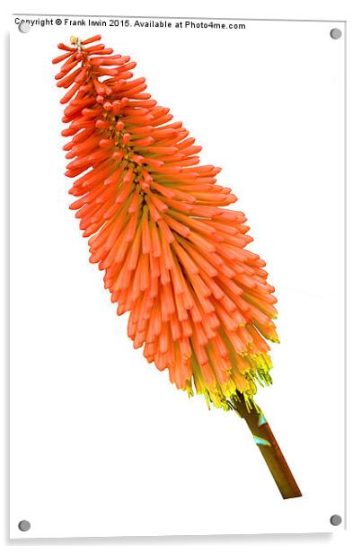 Red Hot Poker plant, Kniphofia. Acrylic by Frank Irwin