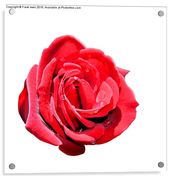 A beautiful Red "Hybrid Tea" rose Acrylic by Frank Irwin