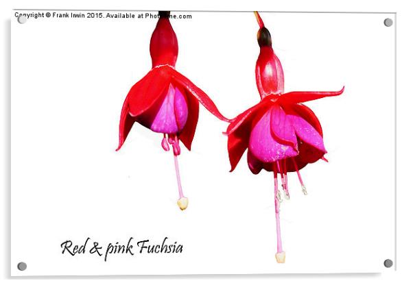  Beautiful Red & Purple Fuchsia Acrylic by Frank Irwin