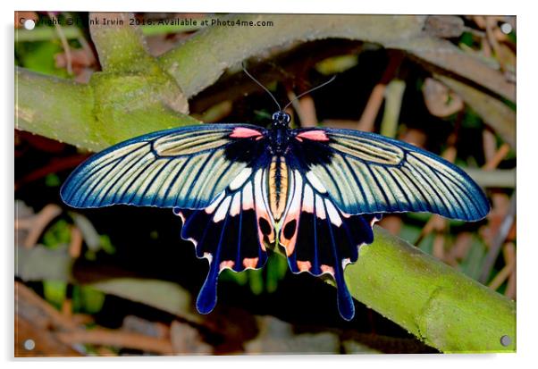 Scarlet Swallowtail butterfly Acrylic by Frank Irwin