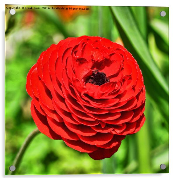 Beautiful red Ranunculus Acrylic by Frank Irwin