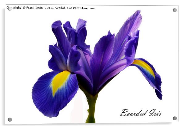 Beautiful Bearded Iris Acrylic by Frank Irwin