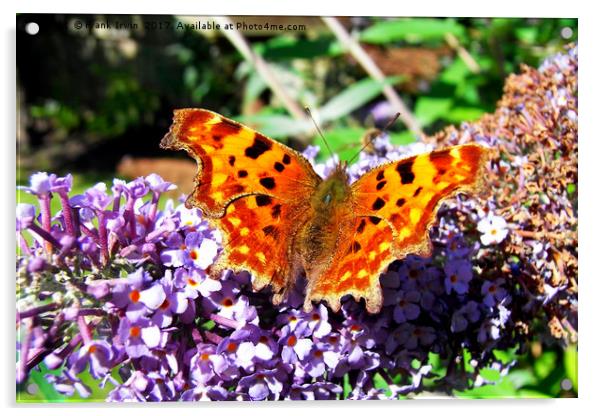 The Comma butterfly enjoying a feast Acrylic by Frank Irwin