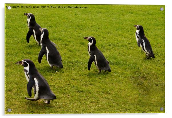 Humboldt penguins frolicking around Acrylic by Frank Irwin