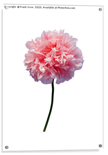 Beautiful Pink Poppy Acrylic by Frank Irwin