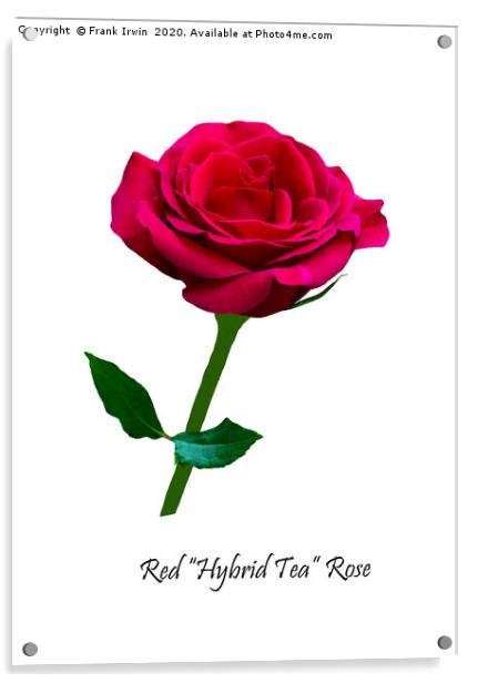 Beautiful Red Hybrid Tea Rose Acrylic by Frank Irwin