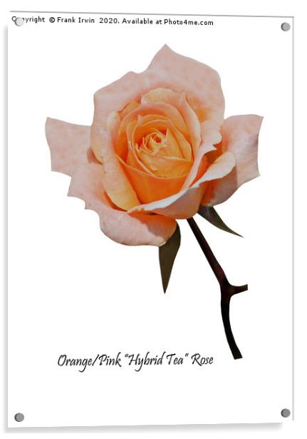 A Beautiful Orange/Pink Hybrid Tea Rose Acrylic by Frank Irwin