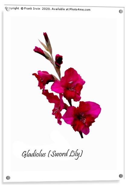 The Beautiful Red Gladioli aka (Sword Lily)  Acrylic by Frank Irwin
