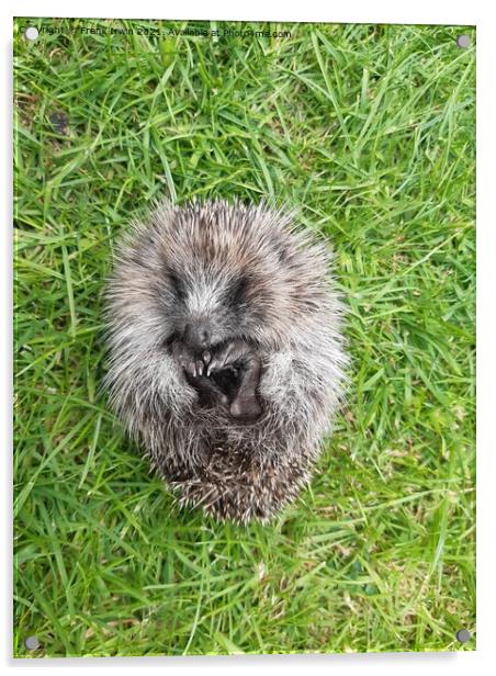 A cute little Hedgehog in our garden Acrylic by Frank Irwin