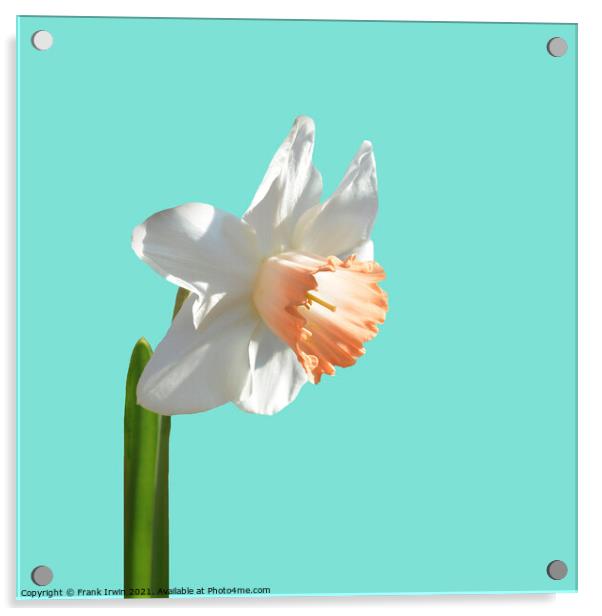 A beautiful multi-coloured Narcissus Acrylic by Frank Irwin