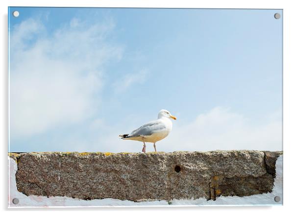 Seagull on a wall Acrylic by Roger Byng