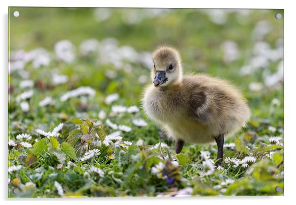  The Little Gosling Acrylic by Roger Byng