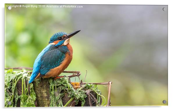  The Kingfisher At Rest Acrylic by Roger Byng