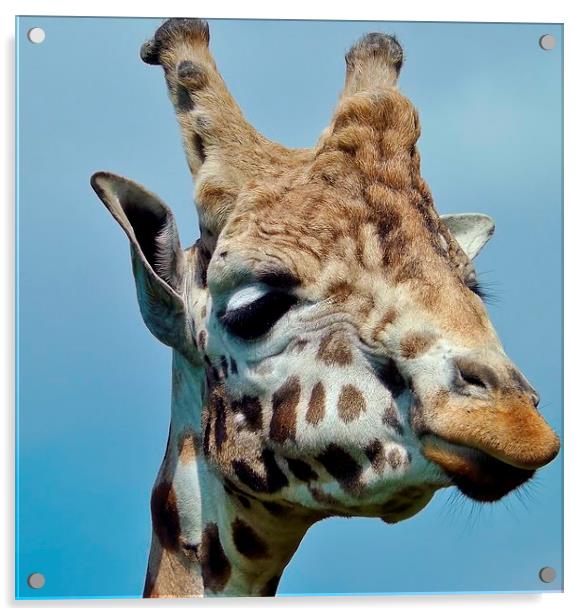 giraffe up close Acrylic by Ali Dyer