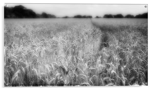 Field of Dreams Acrylic by Gareth Burge Photography