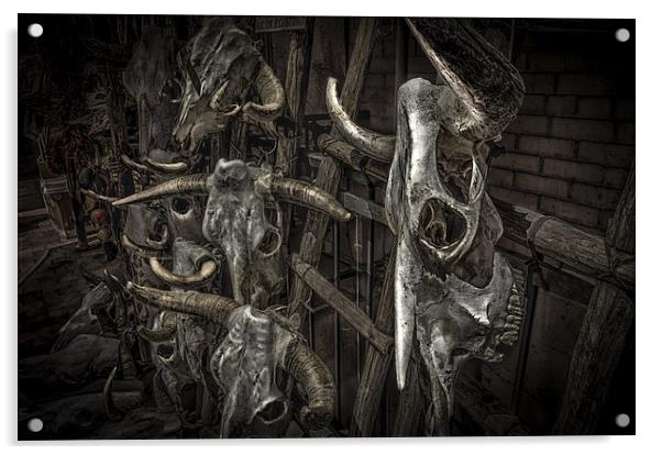 Cattle skulls on display in store, Santa Fe Acrylic by Gareth Burge Photography